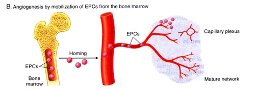 mature vascular network